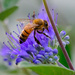 Honeybee Sucker by johnmaguire