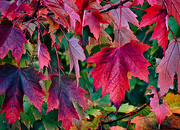 7th Oct 2022 - Very Red Maple