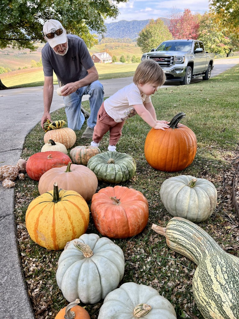 The Pumpkin Inspector Stopped By by calm