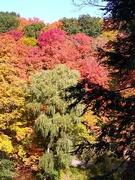 8th Oct 2022 - A medley of beautiful  autumn colors