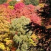 A medley of beautiful  autumn colors by bruni
