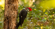 7th Oct 2022 - Pileated Woodpecker!