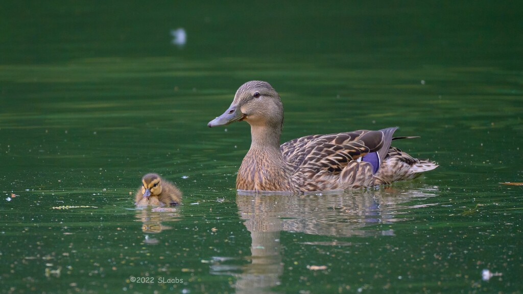 119-365 Mom and Duckling by slaabs