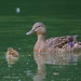 119-365 Mom and Duckling by slaabs