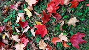 5th Oct 2022 - Fall Maple Leaves