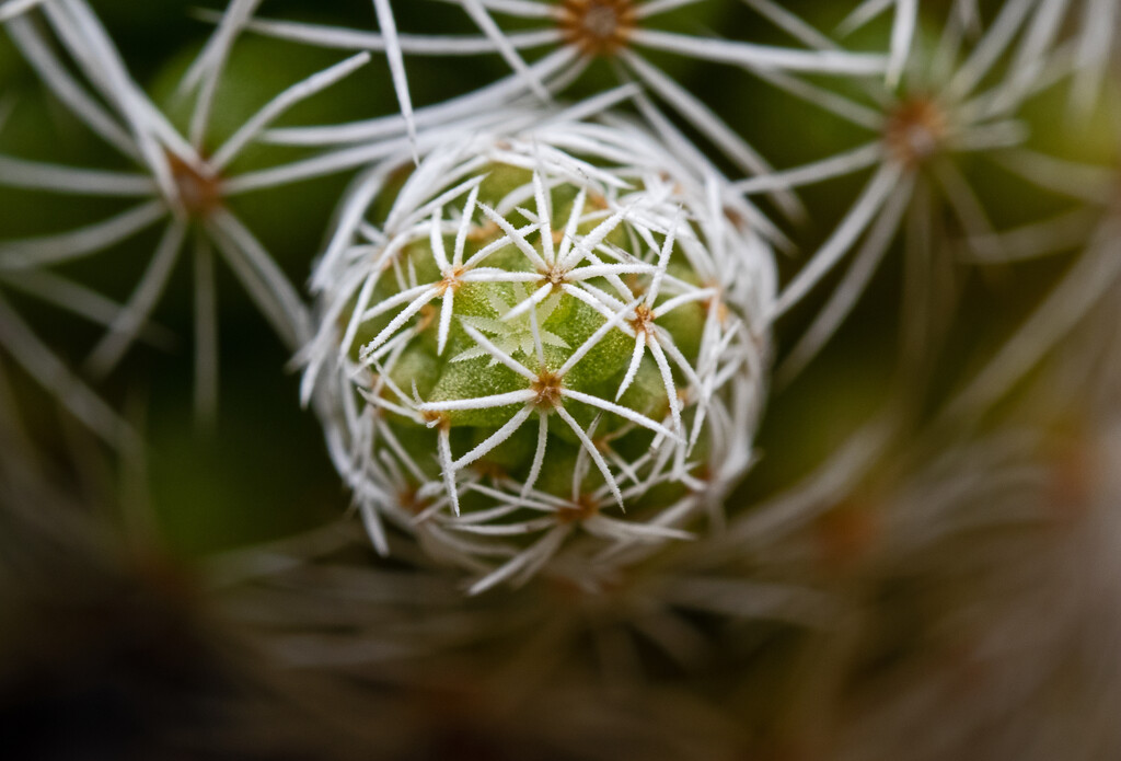 Baby cactus, Macro, by ianjb21