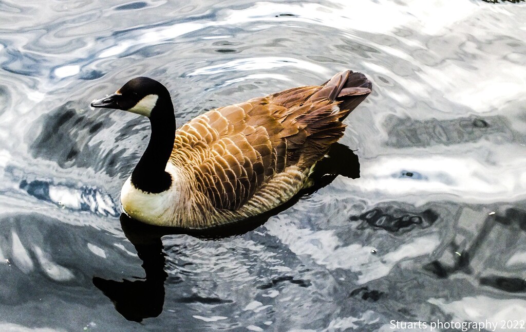 Canada goose  by stuart46