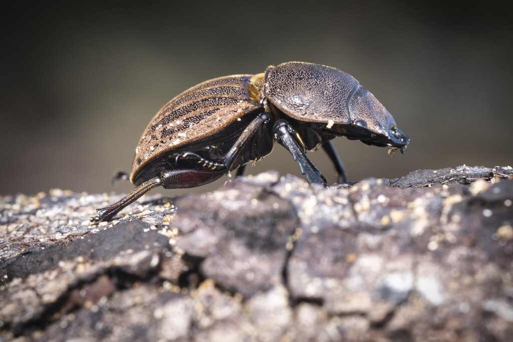 A bug by dkbarnett