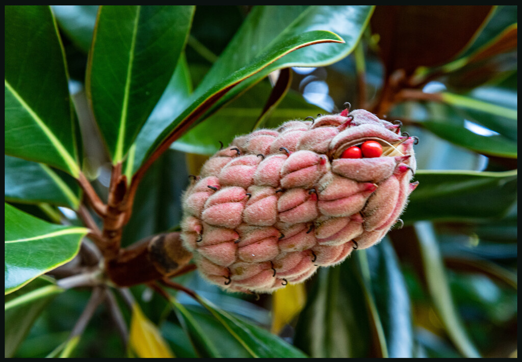 Magnolia Bud by hjbenson