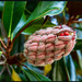 Magnolia Bud by hjbenson