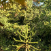 Monkey Puzzle tree by 365projectorgjoworboys