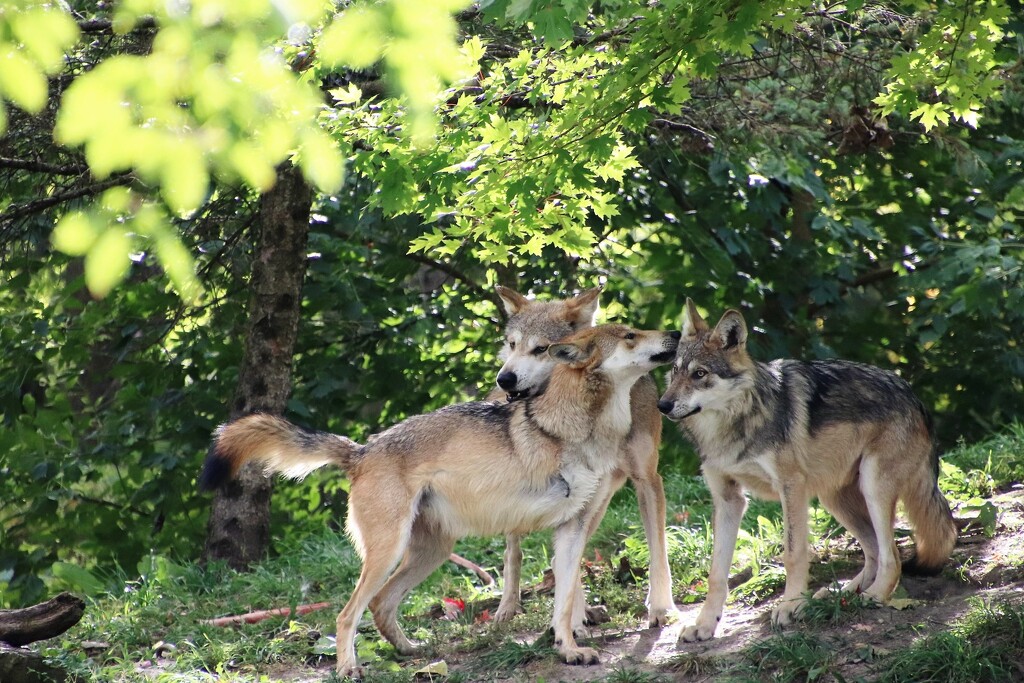 Mexican Gray Wolf Family by randy23