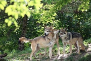 3rd Oct 2022 - Mexican Gray Wolf Family