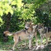 Mexican Gray Wolf Family by randy23