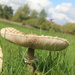 Parasol mushroom by mariadarby