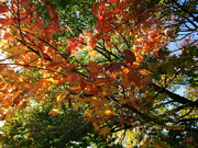 8th Oct 2022 - Beautiful Autumn with the changing leaves.