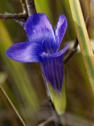 8th Oct 2022 - lesser fringed gentian