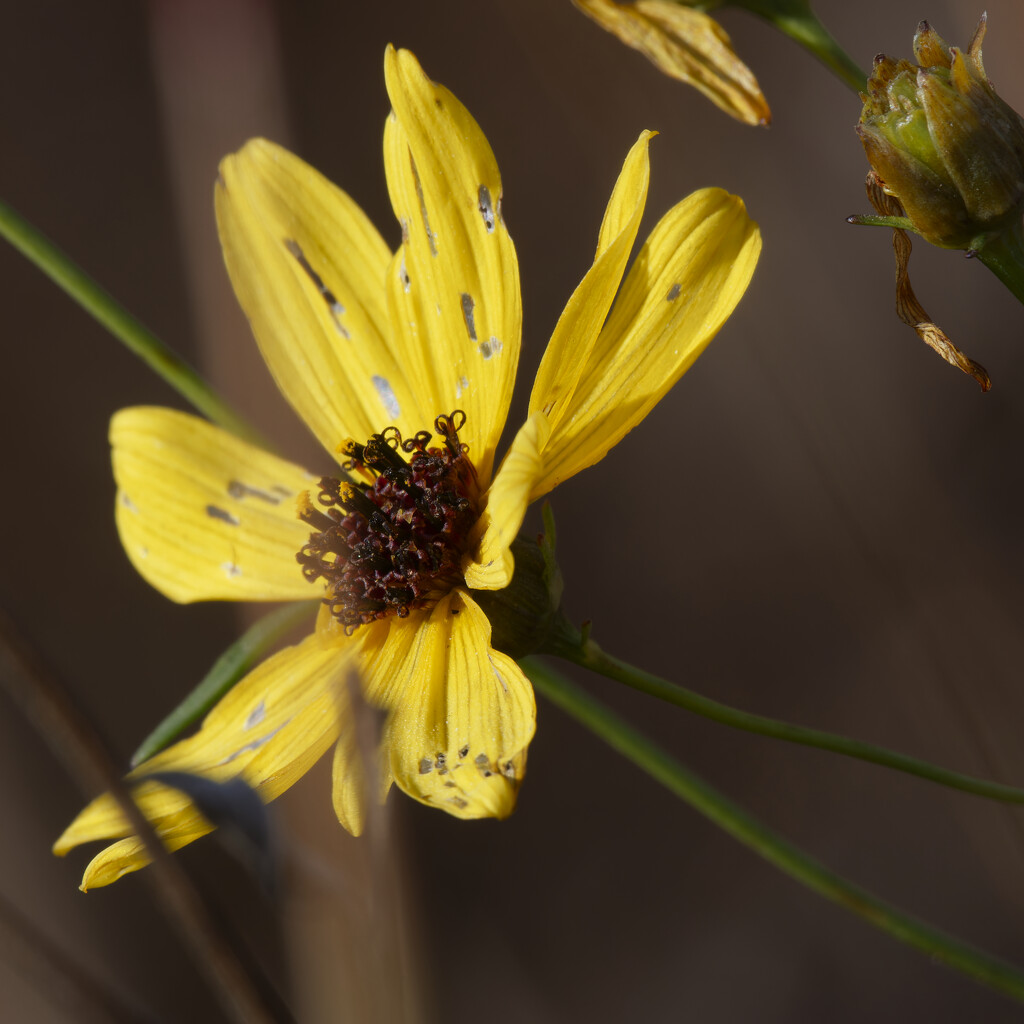 tall coreopsis by rminer
