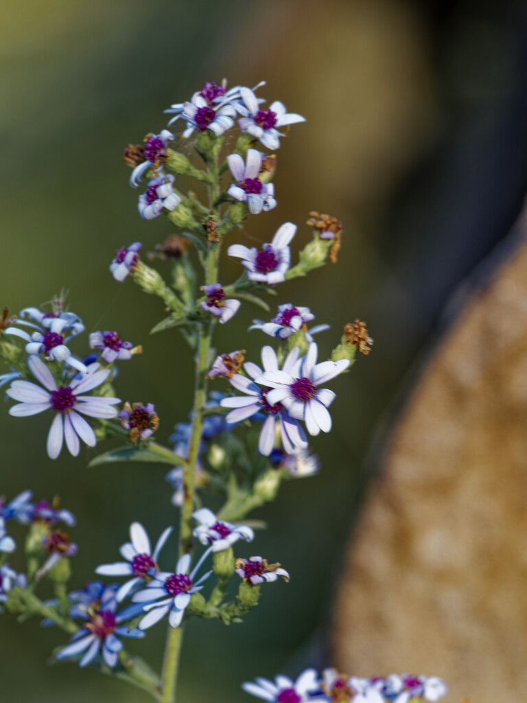 Drummond's aster by rminer