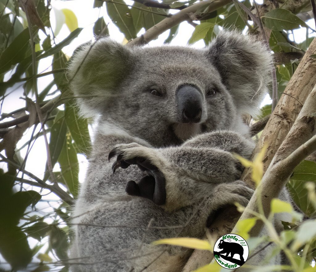 tangled up by koalagardens