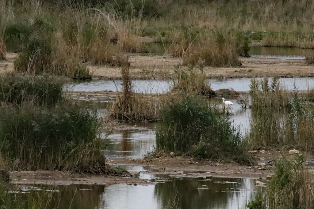 There's an egret in my lake. North Cave Wetlands by 365jgh