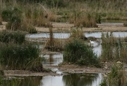 5th Oct 2022 - There's an egret in my lake. North Cave Wetlands