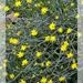 Painted Pityopsis graminifolia... by marlboromaam