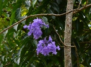 9th Oct 2022 - Beautiful Jacaranda Flowers ~  