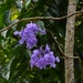Beautiful Jacaranda Flowers ~   by happysnaps
