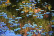 8th Oct 2022 - Channeling Monet