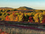 8th Oct 2022 - Autumn comes to the Blueberry Barrens
