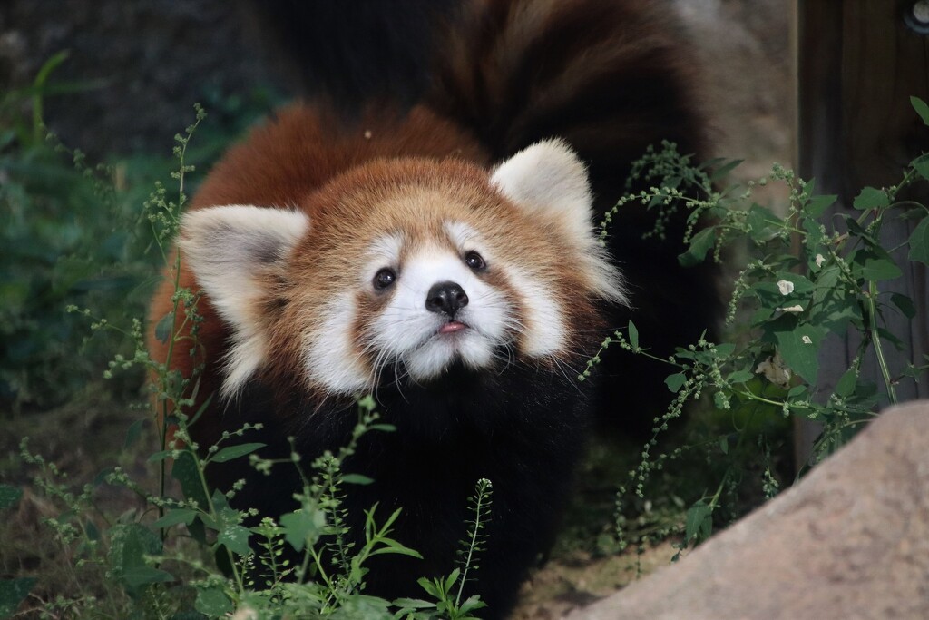 4 Month Old Red Panda Cinder by randy23