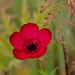 Crimson Flax by yorkshirekiwi