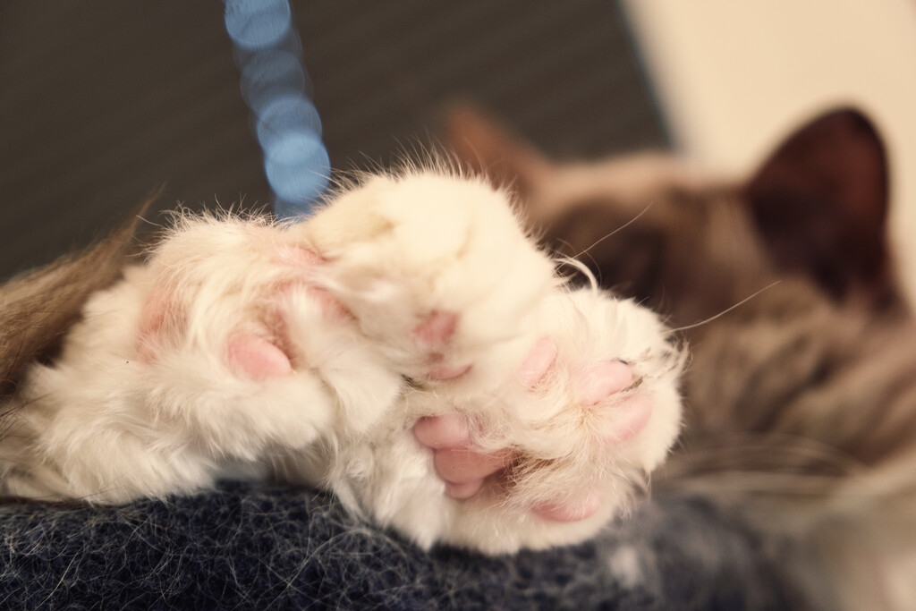 Toe Beans by helenw2