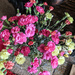 spray carnations by mumswaby