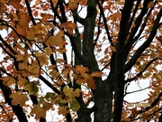 9th Oct 2022 - Autumn leaves on the tree.