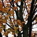 Autumn leaves on the tree. by grace55