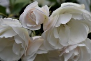 9th Oct 2022 - white rose