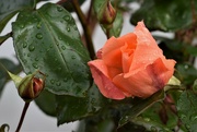 8th Oct 2022 - orange rose