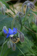 5th Oct 2022 - bee in borage