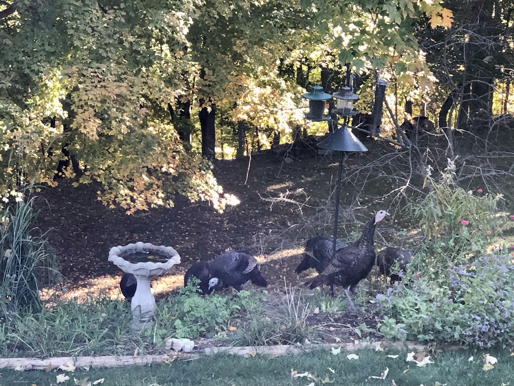 Turkeys in the Garden by pej76