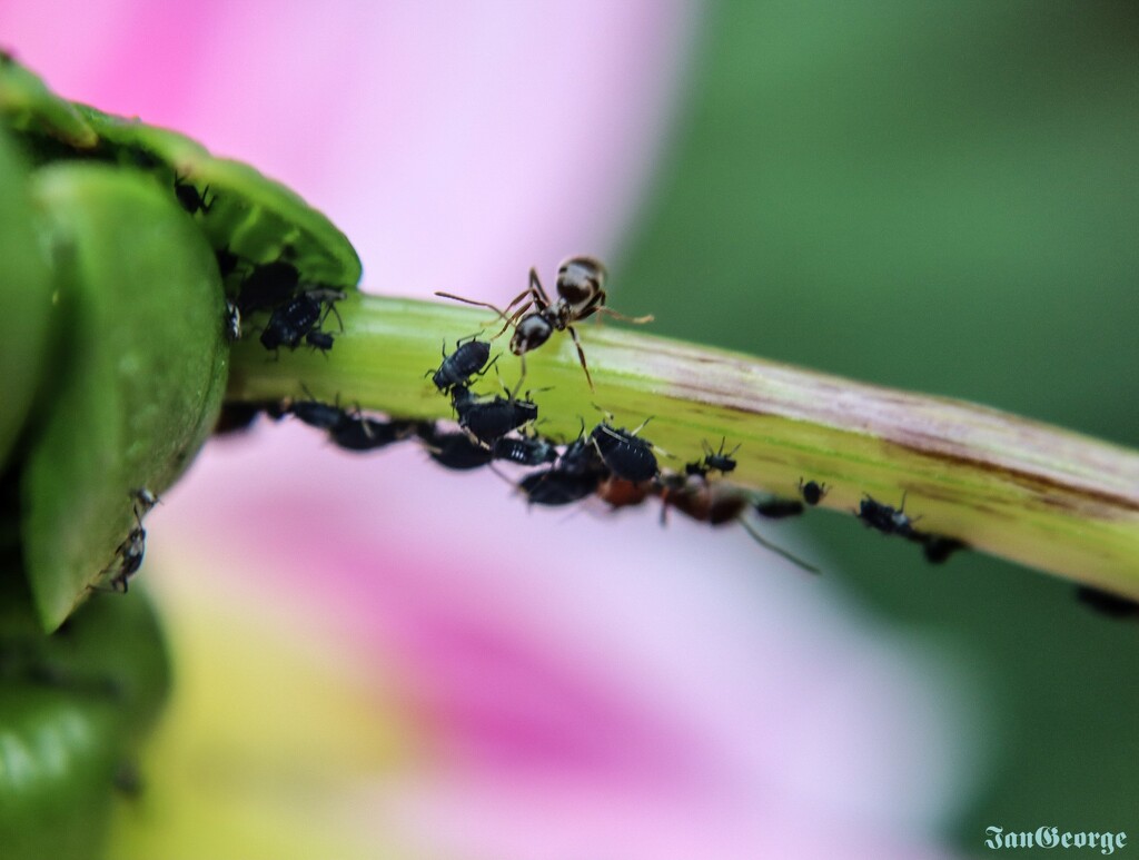 Ants and Aphids by nodrognai
