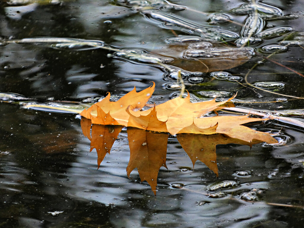 Floating Fall Leaf by seattlite