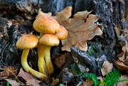 9th Oct 2022 - Mushrooms 