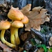 Mushrooms  by okvalle