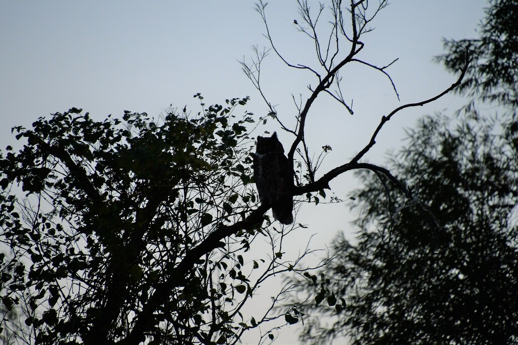 Great Horned Owl Silhouette by kareenking