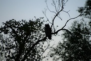 5th Oct 2022 - Great Horned Owl Silhouette