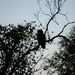 Great Horned Owl Silhouette by kareenking