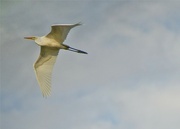 3rd Oct 2022 - Underbelly of an Egret