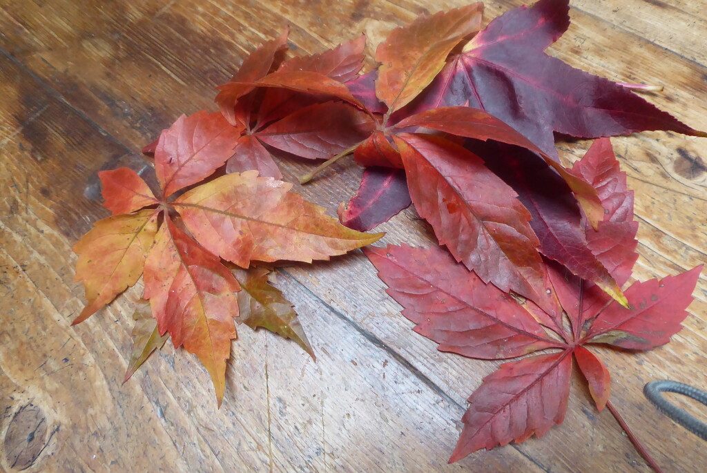 Autumn leaves - Sweet gum by snowy